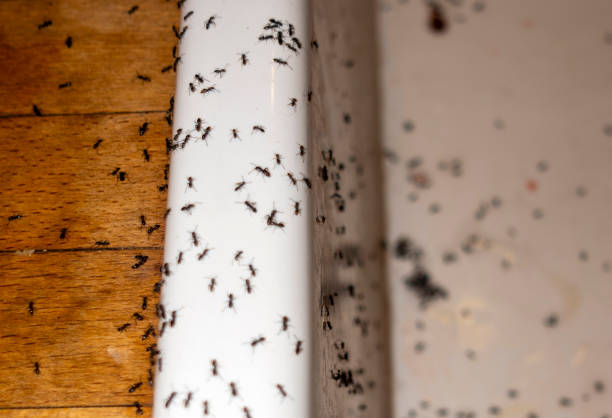 Best Residential Pest Control  in Arlington, GA